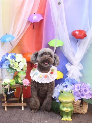 20230608モカくん